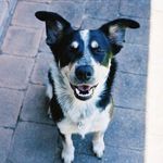 Maggie Yakimoff - @maggies.stumpy.tales - Instagram