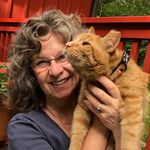 Maggie Swanson - @shelter_cats - Instagram