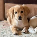 Maggie🐶 - @maggie_sweetdog - Instagram