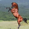 Aron Gallegos - @maggievance919634 - TikTok