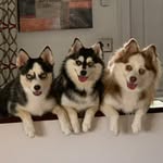 Jacey, Maggie & Vance - @603pomskypack - Instagram