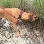 Maggie Ware - @maggie_ware_the_dog - Instagram
