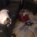 Maggie&Watson - @maggie.watson.bullies - Instagram