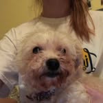 Maggie Wiley - @maggie_the_dog.11 - Instagram