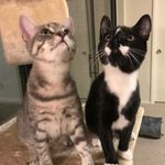 Maggie and Willard - @pawblichealthadvocats - Instagram