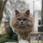 Magnus - @magnus_longhair - Instagram