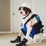 Sir Magnus Longsnout - @magnus_longsnout - Instagram