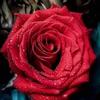 abdallah mahmoud - @maha.abraham - TikTok