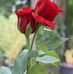 Maha Chaudhry - Facebook