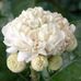 Maha Ismail - Facebook