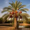 Mahammad Akram - @mahammadakram785 - TikTok