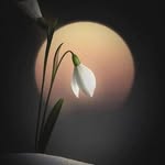 Maher Hussein - @hsynhsyn7459 - Instagram