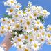 Maher Salameh - Facebook