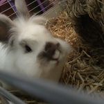 Fluffy-Mai Bishop - @xxfluffytherabbitxx - Instagram