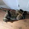 mailfleming - @liamodwedx - TikTok