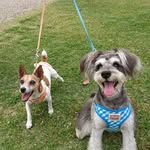 FUMI - @lovedog.maiheath - Instagram