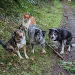 Hendrix, Lacey, Mai, and Monti - @hendrix_lacey_mai_and_monti - Instagram