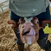 Maisie 🐄🌷🩷 - @maisie.hooper - TikTok