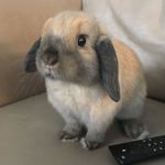 Maisy - @maisy_hopper19 - Instagram