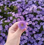 Mai H Young - Facebook