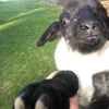 Maia - @._maia.arnold - TikTok