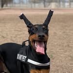 Maia Bean - @maia.the.doberman - Instagram