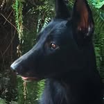 Maia 🐾 - @maia.black_ - Instagram