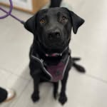Maia🖤 - @maia.black.lab - Instagram