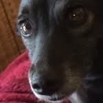 Maia Bowman - @antiqueartist - Instagram