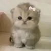 Maia Chavez - @maia.chavez082 - TikTok