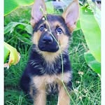 _Maia_Saurus_ - @_maia__davidson_ - Instagram
