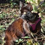 Maia - @maia_foxy_cat - Instagram