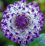 Harun Mia - Facebook