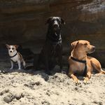 Maia, Mason And Milo - @the_mmmmutts - Instagram