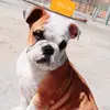 Maia Sanchez Primo - @maia.bulldogingles - TikTok