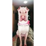 Maia 🐶🐕 - @maiavasquezllontop - Instagram