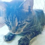 maia watson - @tigga9902 - Instagram