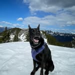 Maia - @maia.wolf.pup - Instagram