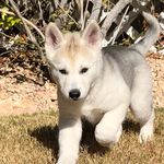 Maia Wolf - @_maia_wolf_ - Instagram