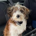 Maia Young and Murphy Anthony - @murphthepup_20 - Instagram