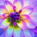Maicha Vang - Facebook
