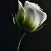 Maida - @maidah_baig - TikTok