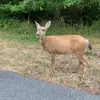 maija.plug - @maija.plug - TikTok