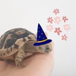 マイレ日記🐢ギリシャリクガメ - @kame__maile - Instagram
