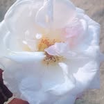 mainul haque - @mainul18888 - Instagram