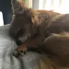 Maira Torres - @giovanni1123 - TikTok