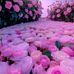 Maisha Hasan - Facebook