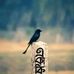 Maisha Ross - Facebook