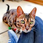 Maisie Bean - @maisiebeanbengal - Instagram