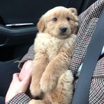 Maisie Bean - @maisie.thegolden.bean - Instagram